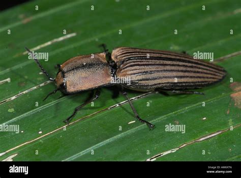 Click Beetle Pyrophorus Sp Manu Peru Stock Photo Alamy