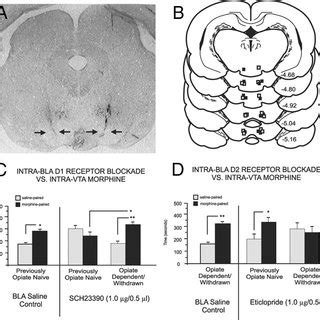 Histological Analysis Of Intra BLA Microinfusion Sites A