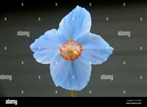 Single Sky Blue Himalayan Blue Poppy Meconopsis Betonicifolia Flower