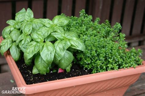 The 7 Best Herbs For Container Gardening