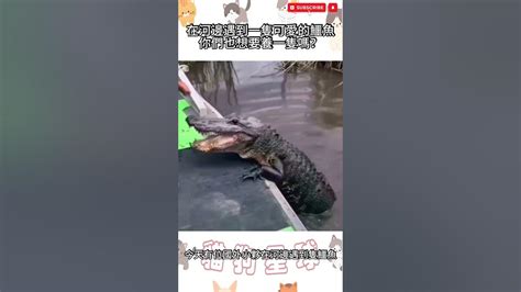 你們絕對沒有見過那麼可愛的鱷魚 動物 情感 搞笑 故事 溫馨 鱷魚 餵食 Youtube