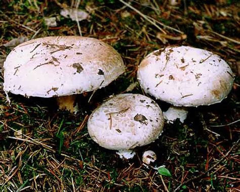 agaricus bisporus