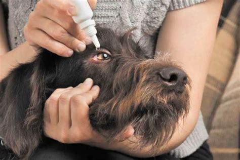 Cómo poner GOTAS en los ojos a un PERRO 3 Métodos fáciles