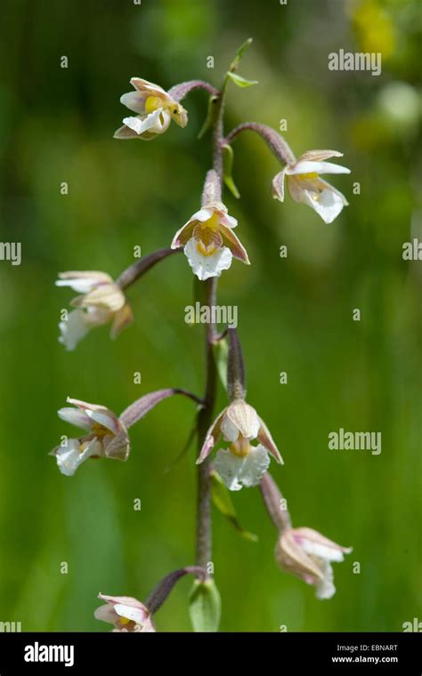 Marsh Helleborine Epipactis Palustris Inflorescence Switzerland