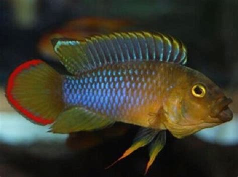 Apistogramma Jarathana