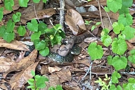 WATCH: Kingsnake Strangles Camden, Alabama Copperhead