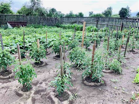 Why Tomato Plant Spacing Matters