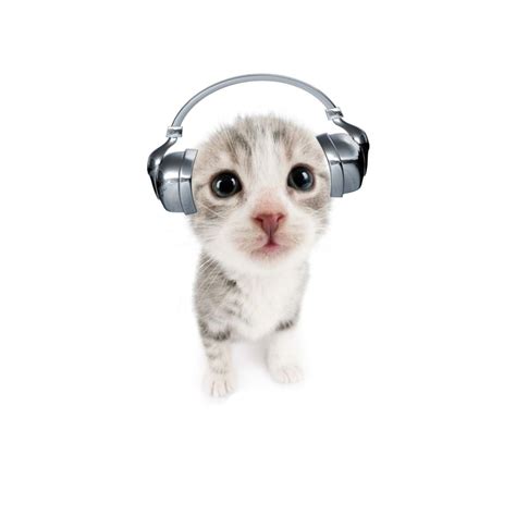 Silly Cats Pictures Cute Pictures Cat Headphones Arte 8 Bits Cat