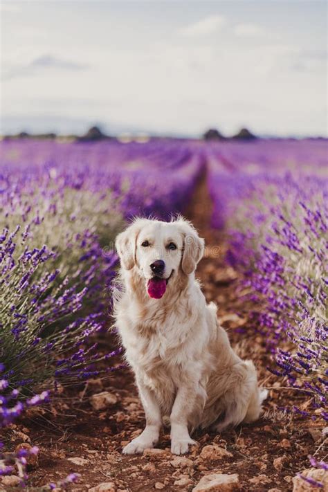 Adorable Golden Retriever Dog In Lavender Field At Sunset Beautiful