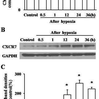 Adhered Hippocampal Cells Were Exposed To Hypoxia Or Normoxia