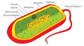 Prokaryotes | Definition, Structure & Examples - Lesson | Study.com