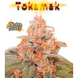 Tokamak Nuka Seeds Samonakv Tac Sativa