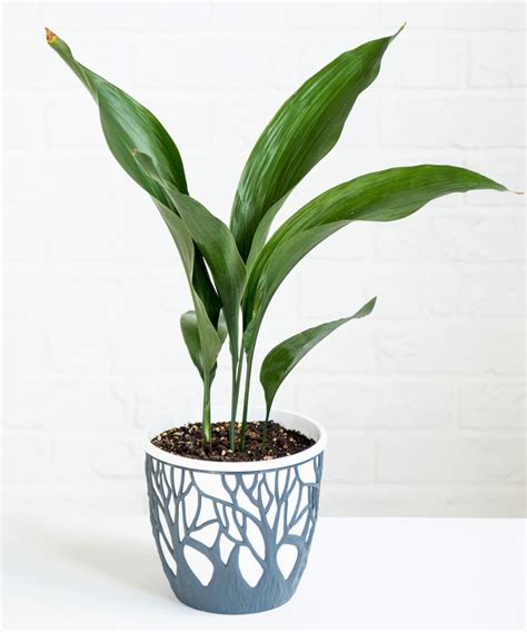 How To Care For An Aspidistra Expert Houseplant Tips Homes Gardens