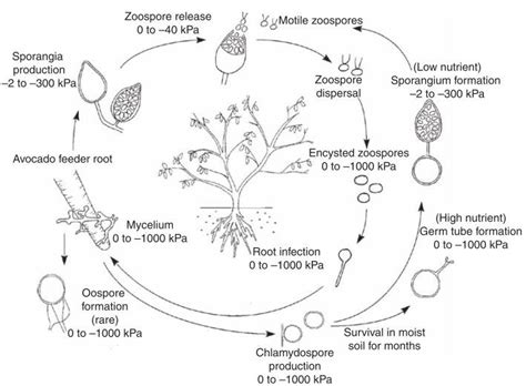 Phytophthora Life Cycle