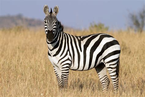 Zebra | Beautiful Animal Facts & Photographs | WildLife Of World