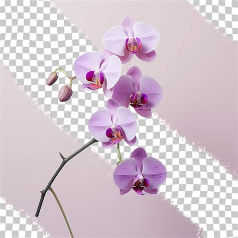 Orquídea roxa isolada em um fundo transparente PSD Premium