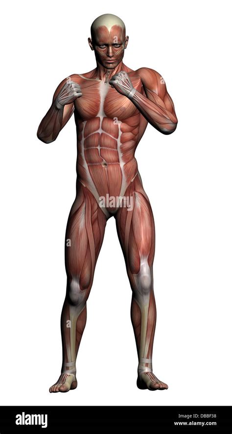 Human Anatomy Male Muscles Made In 3d Software Stock Photo Alamy