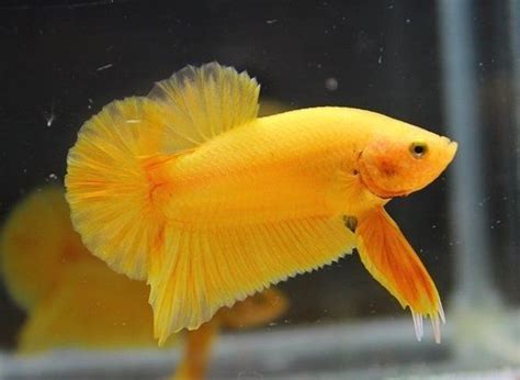 Betta Hmpk Solid Yellow La Mangrovia Shop Online