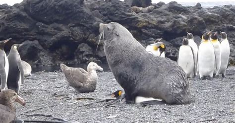 Video Scientists Spot Seals Having Sex With PENGUINS In The Wild And