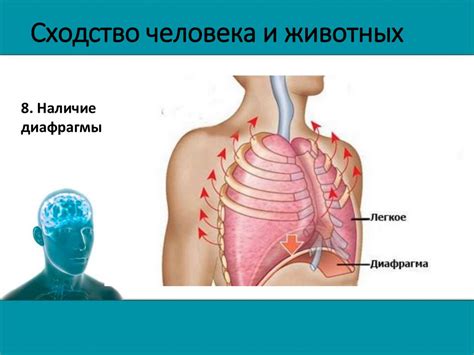 Сравнение свойств организма человека и животных - презентация онлайн