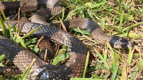 New Snake Species Captured In The Everglades Miami Herald