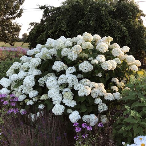 Incrediball Hydrangea Shade