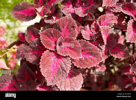 Flowers Of Coleus Reddish Or Purple Leaves Known As Plectranthus