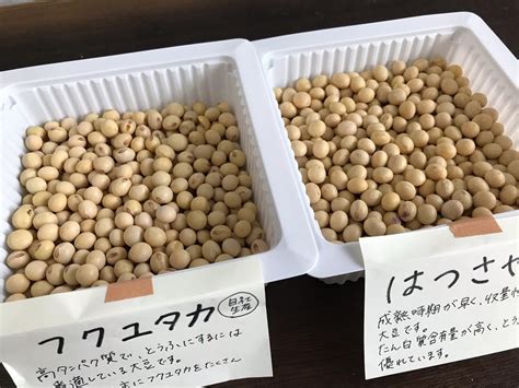 明日から新大豆使用の豆腐になります｜豆道楽だより｜豆道楽（農業法人）｜愛媛県西予市宇和｜豆腐｜無添加｜大豆