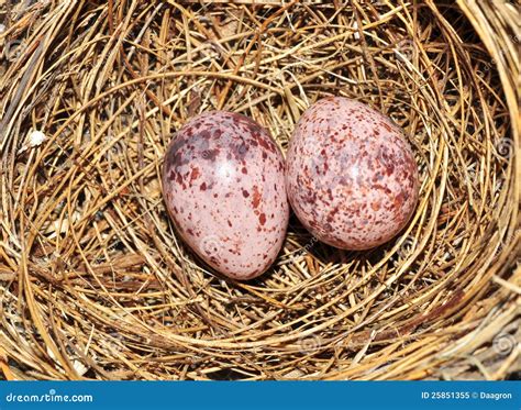 Eggs In The Bird Nest Stock Image Image Of Life Group 25851355