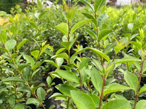 Ligustrum ovalifolium – Champion Plants