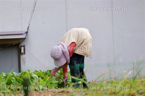 農作業をする80代の日本人女性 大根の苗を見ているの写真素材 148691531 イメージマート