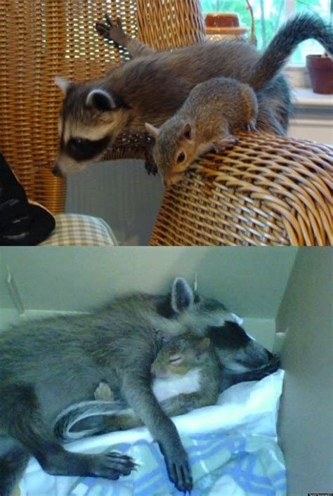 A Raccoon And Squirrel's Friendship Inspires Redditors' Children's Book ...