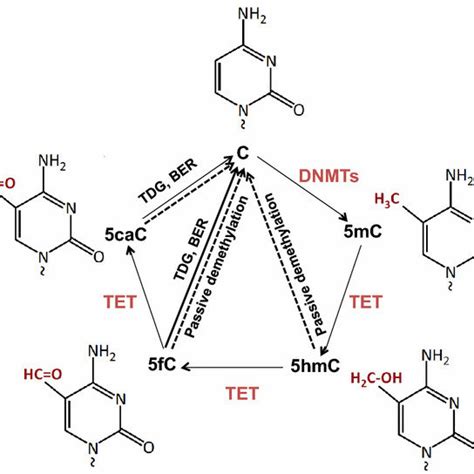 Dna Methylation And Demethylation In Mammals Dnmts Methylate Cytosine