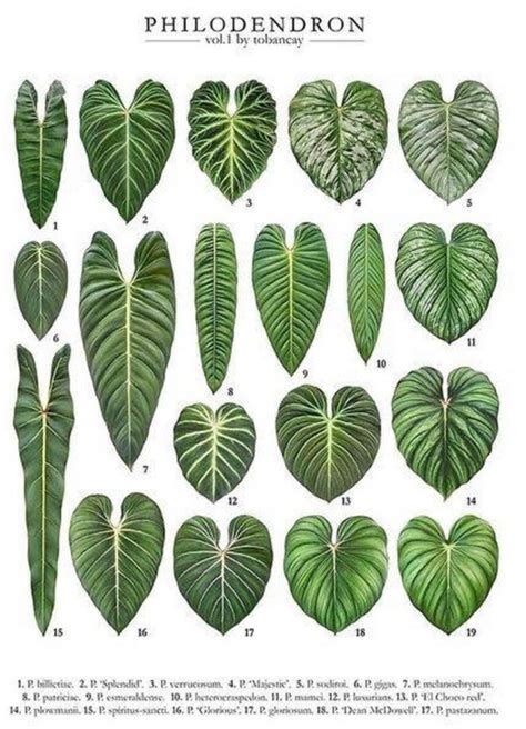 Philodendron Verrucosum Complete Care Guide Artofit