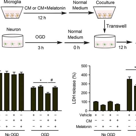 Melatonin Abolishes The Neurotoxic Effect Of Proinflammatory Microglia