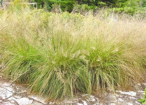 Growing Prairie Dropseed Grass Sporobolus Heterolepis Capturing The Beauty Of The Prairie