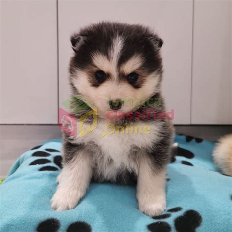 For Sale Purebred Teacup Pomsky Puppies Available For Good Kinston
