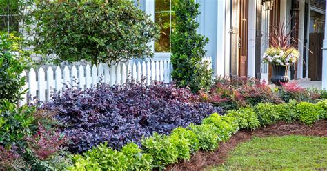 Purple Diamond® Semi-dwarf Loropetalum - Southern Living Plants