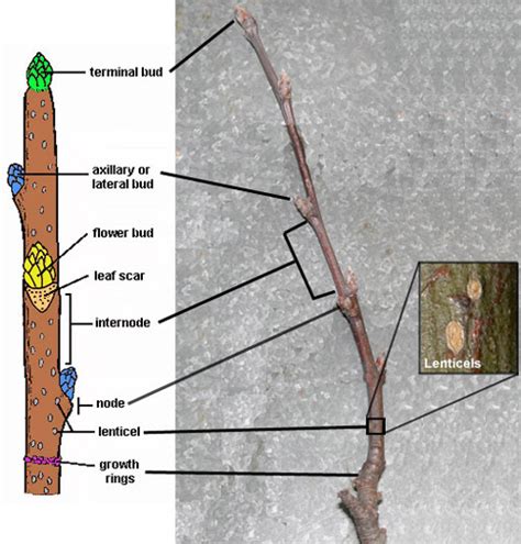 Hort 202 Plant Structures