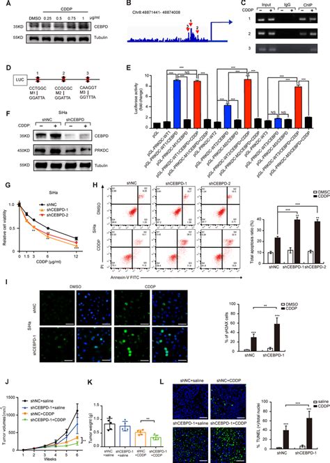 CDDP Enhances The Transcriptional Activity Of CEBPD To PRKDC Promoters