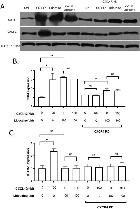 Effect Of Lidocaine On Membrane Expression Of Cd And Icam In A