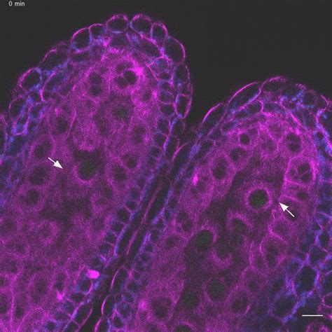 Figures And Data In Live Cell Imaging Of Meiosis In Arabidopsis