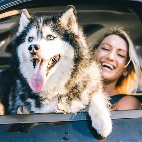 Should I Shave My Husky? - Dog Friendly Scene