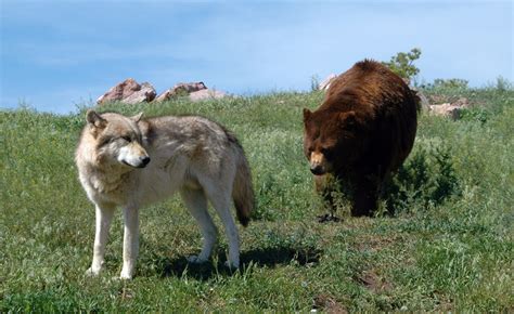 White Wolf : July 2013