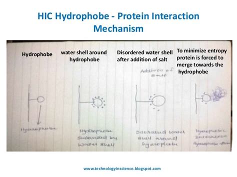 Hydrophobic Interaction Chromatography [hic] Theory And Principle