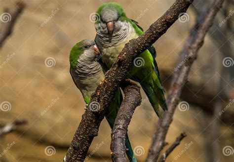 The Monk Parakeet Myiopsitta Monachus Stock Photo Image Of