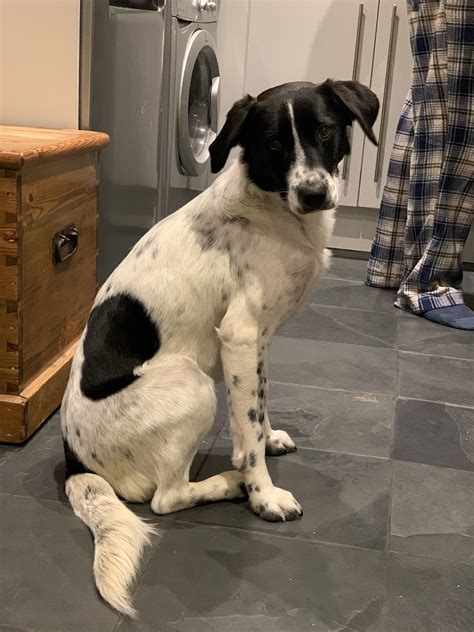 Help IDing our estimated 2 year old collie rescue? Originally from Ireland. : r/IDmydog