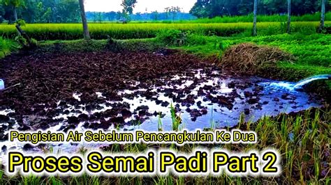 Proses Semai Padi Part 2 Perendaman Air Supaya Tanah Gembur YouTube