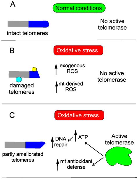 Ijms Free Full Text Potential Of Telomerase In Age Related Macular