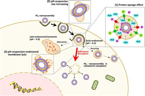 Schematic Illustration Of Endosomal Escape Of Pc Nanoassembly